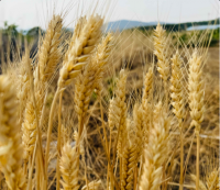 قەرەرلىك مال يېزا-ئىگىلىك مەھسۇلاتلىرى 