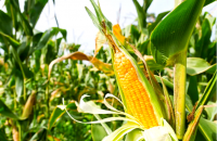 قەرەرلىك مال يېزا-ئىگىلىك مەھسۇلاتلىرى