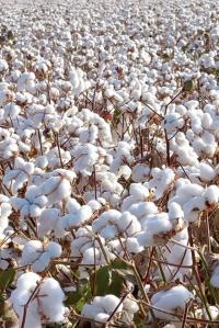 قەرەرلىك مال يېزائىگىلىك مەھسۇلاتلىرى