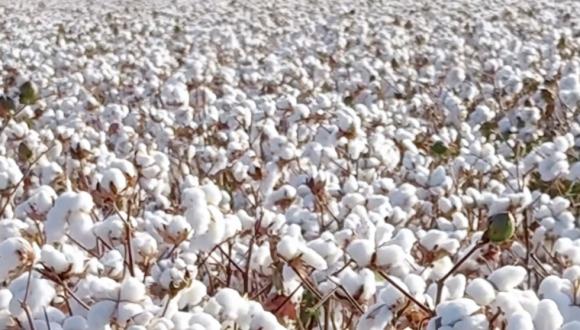 قەرەرلىك مال يېزائىگىلىك مەھسۇلاتلىرى