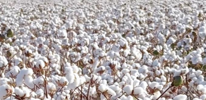 قەرەرلىك مال يېزائىگىلىك مەھسۇلاتلىرى