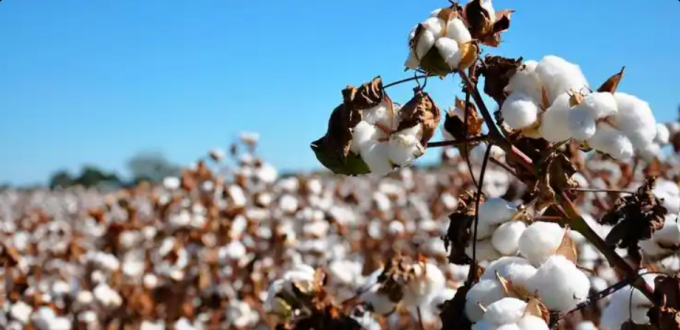 قەرەرلىك مال يېزا ئىگىلىك مەھسۇلاتلىرى