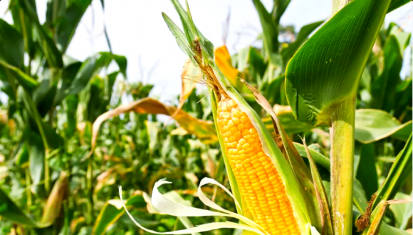 قەرەرلىك مال يېزا ئىگىلىك مەھسۇلاتلىرى