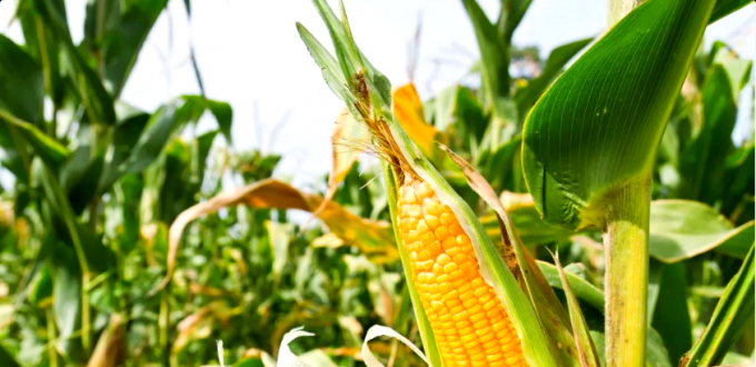 قەرەرلىك مال يېزا-ئىگىلىك مەھسۇلاتلىرى