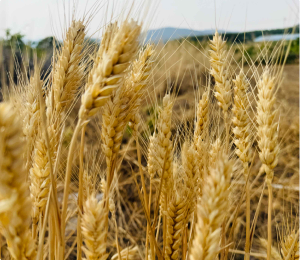  قەرەرلىك مال يېزا-ئىگىلىك مەھسۇلاتلىرى